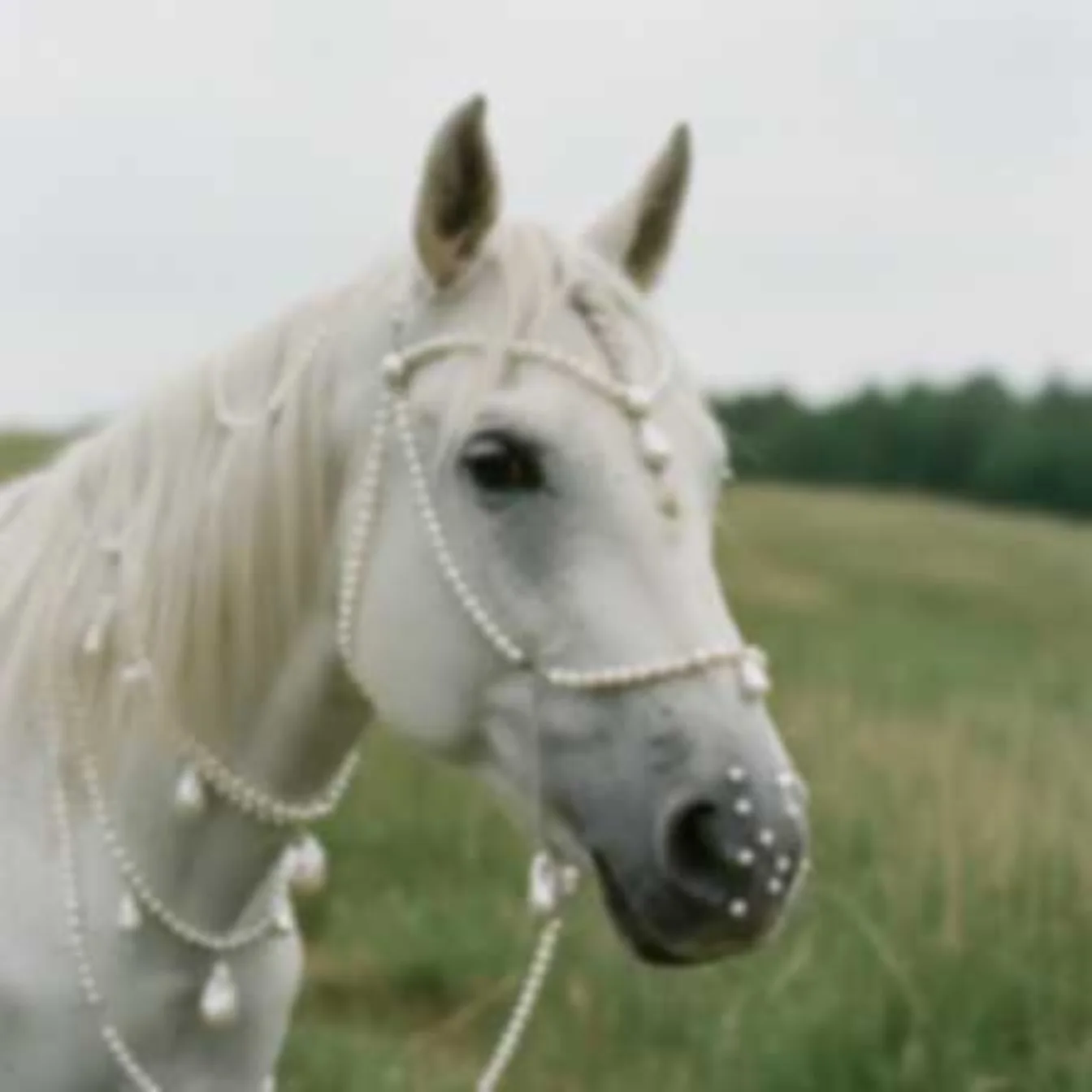 Blurry animal photo, Unblur Image example: Before